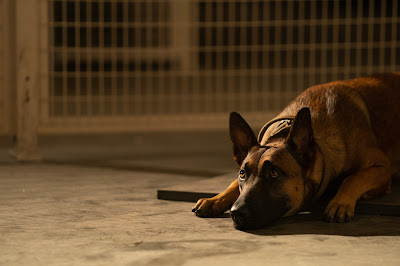 Dog 2022 Channing Tatum movie image
