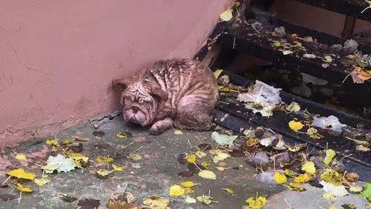Rescuse: ᴀʙᴀɴᴅᴏɴᴇᴅ ᴅᴏɢ Survives Winter by Eating Leaves on Cold Streets