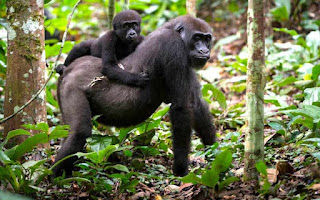 Gorilla trekking in Uganda