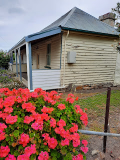 geraniums, old house