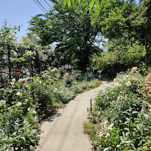 薬草園のバラ園の写真