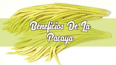 Beneficios De La Pacaya