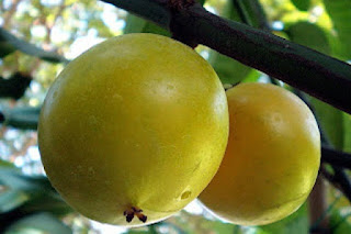 gambar buah mundu