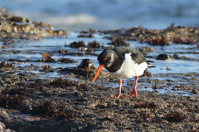 Oystercatcher, Filey Brigg