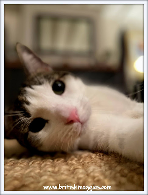 cute tabby cat selfie, cat takes a selfie