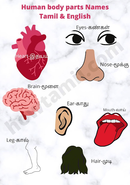 Human Body Parts Name in Tamil