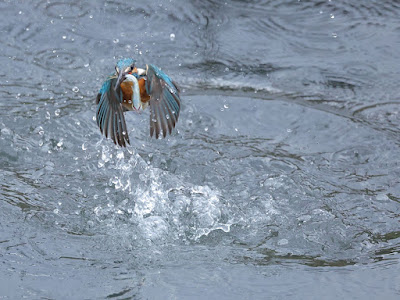 カワセミが水面から出てきました。お魚を咥えています。飛びだちます。