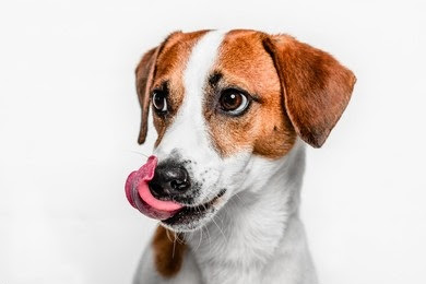 Should I Allow My Dog To Hump ? And What To Do About It ?