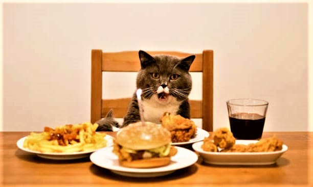 Do Cats Eat Fries