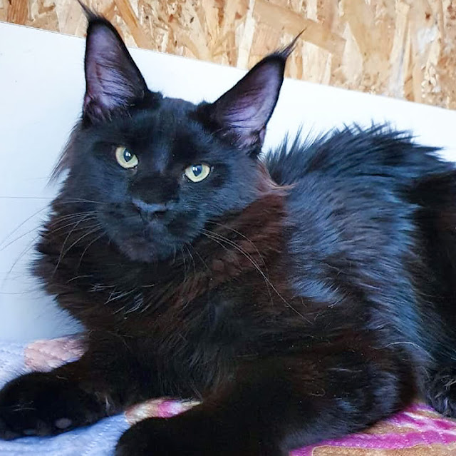 Black Maine Coon with some rust. Photo: Ekaterina Sansaverina Gold. Black is one of the basic self-colours.