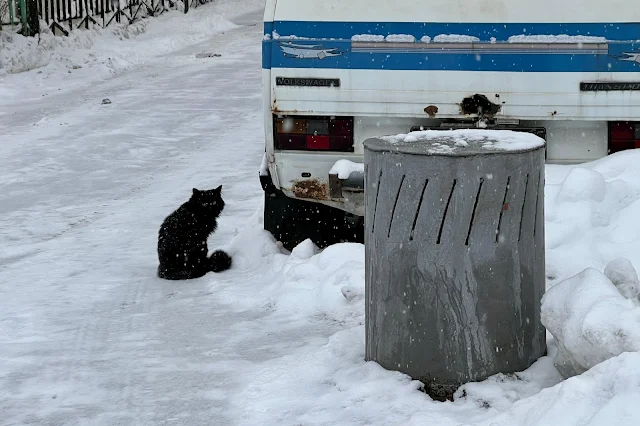 1-я улица Ямского Поля, дворы, кот