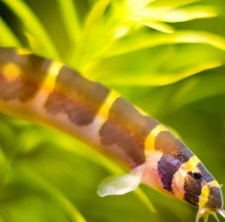 Kuhli Loach Tank Size, Care, Breeding, Food