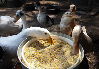Duck feeding strategy to increase egg production