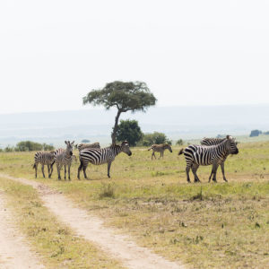 Kenya Safari Tour