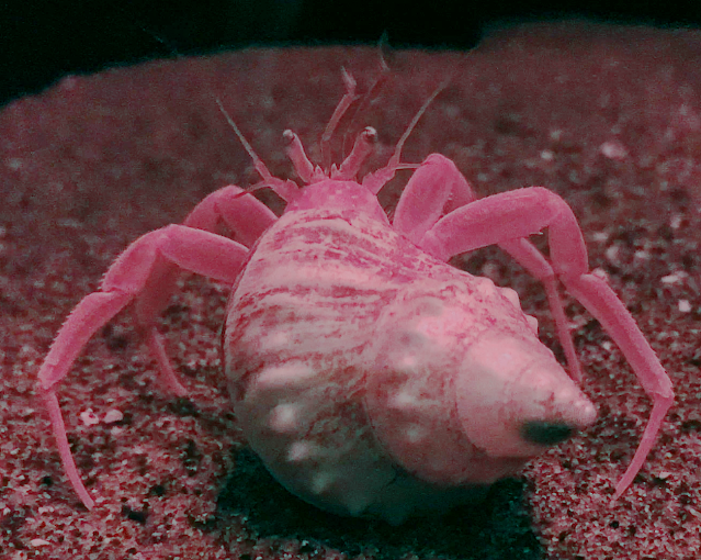 Aquarium Movies Japan Archive 生きている魚図鑑 ジンゴロウヤドカリ Pagurodofleinia Doederleini