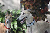 Control a la tenencia de galgos