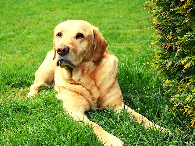 50 Labrador dog images with various poses