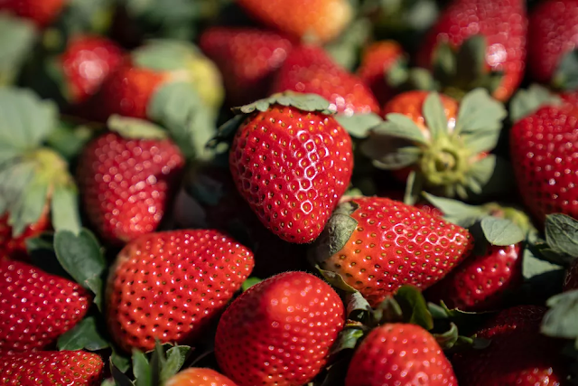 O morango que não é fruta