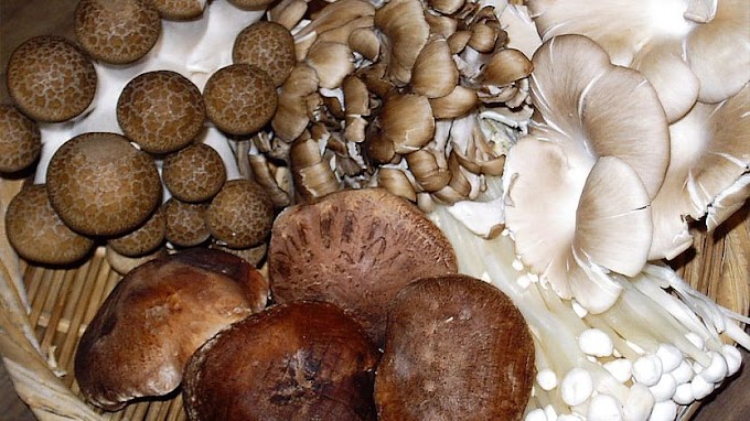 Mushroom | Biobritte mushrooms | Biobritte  mushroom company