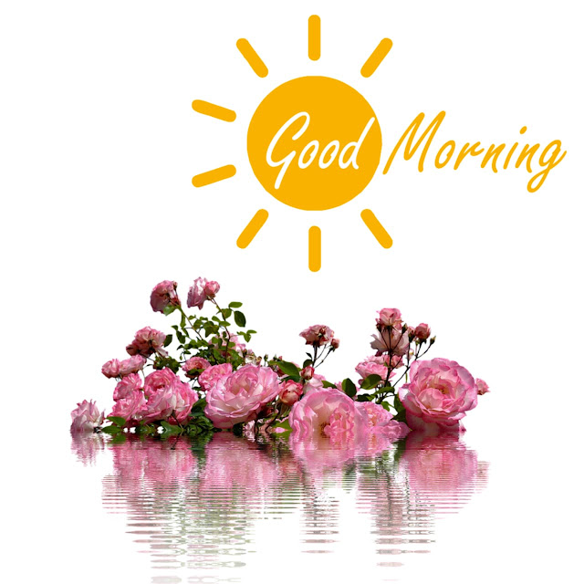 Pink Rose Good Morning Images