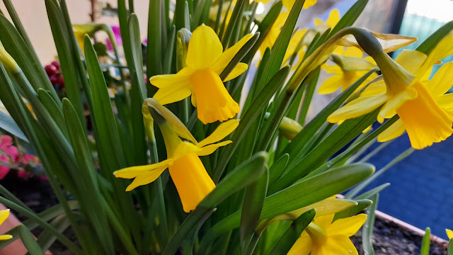 Narcisos Tête à Tête (Narcissus spp.).