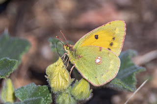 mariposa-amarilla-colias-crocea-