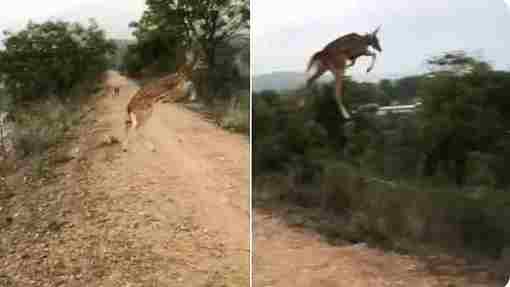News, National, India, Mumbai, Animals, Video, Social Media, Twitter, Watch Video: Deer's 7 ft high jump into the air leaves internet mesmerized