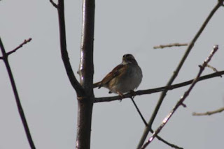 White-Throated Sparrow Downsview Park.