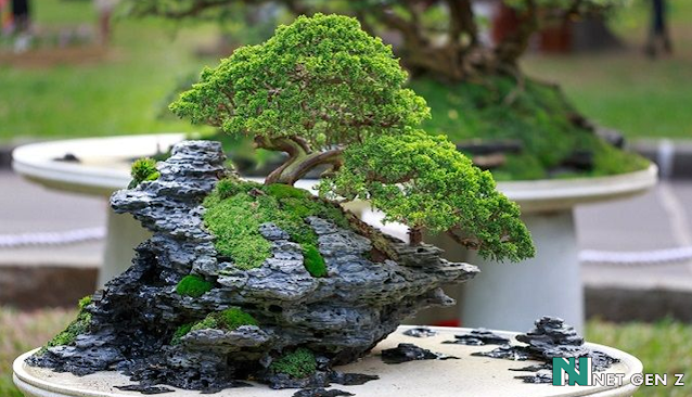 7 Oldest Bonsai in the World