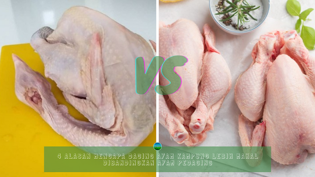4 Alasan Mengapa Daging Ayam Kampung Lebih Mahal Dibandingkan Ayam Pedaging