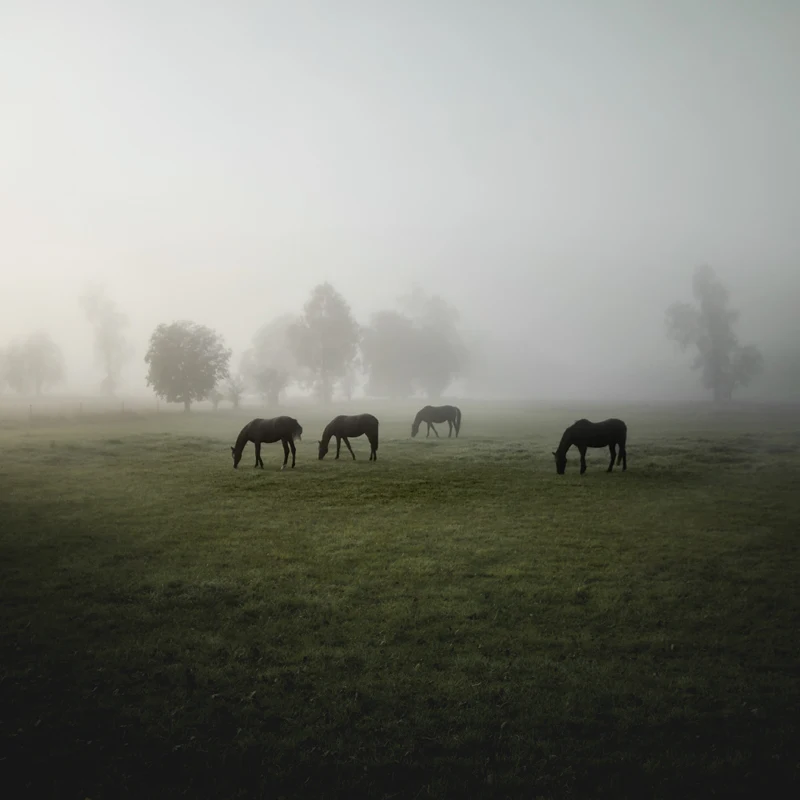Jürgen Heckel Photography - Herde - Horses