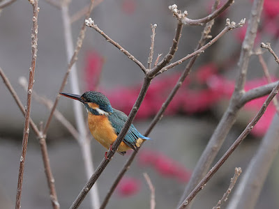 背景を梅の花とカワセミ