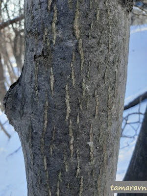 Мелкоплодник ольхолистный (Micromeles alnifolia)