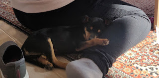 Xena sleeping on Angela's leg