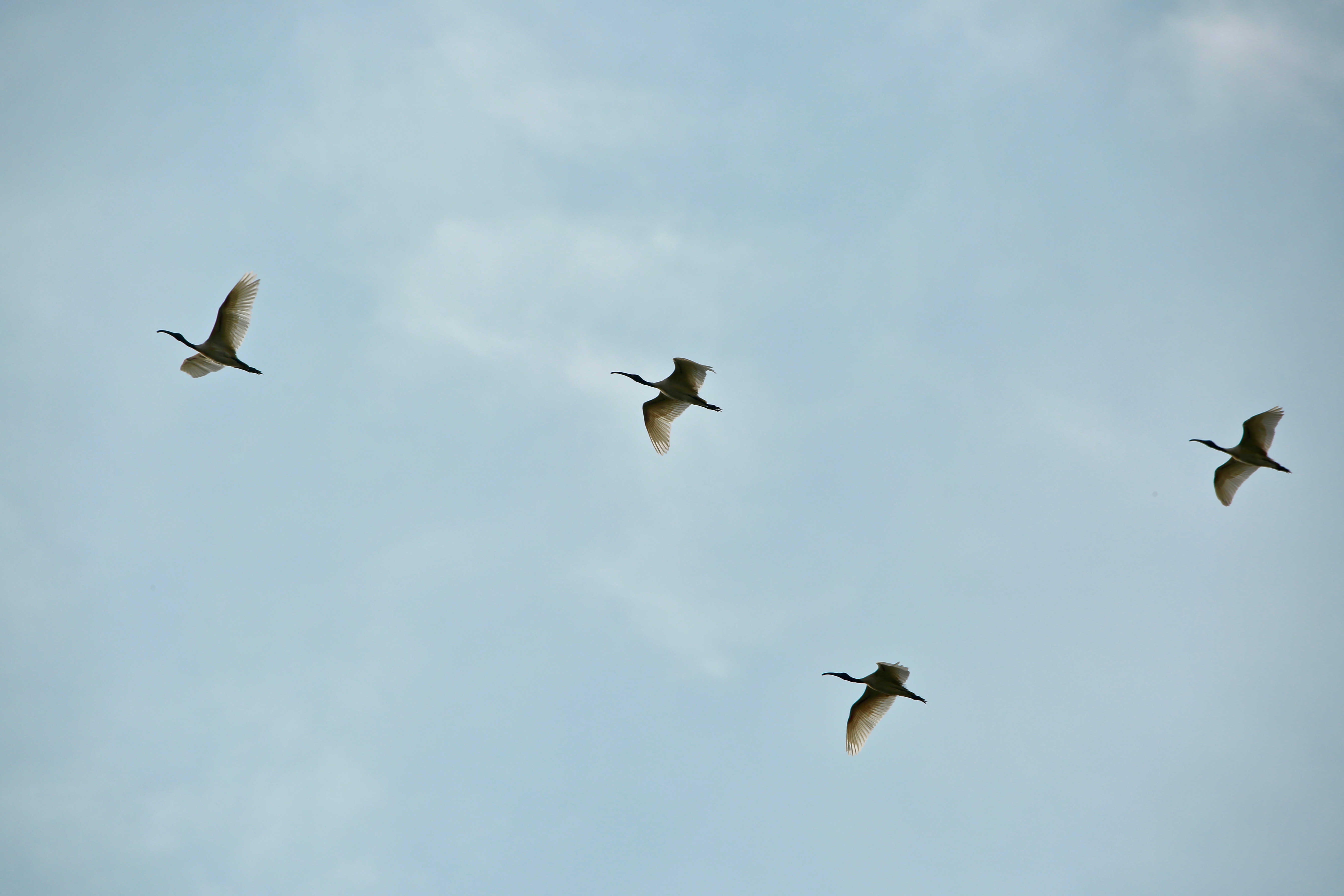 Birds flying in large numbers and in formation high resolution images free