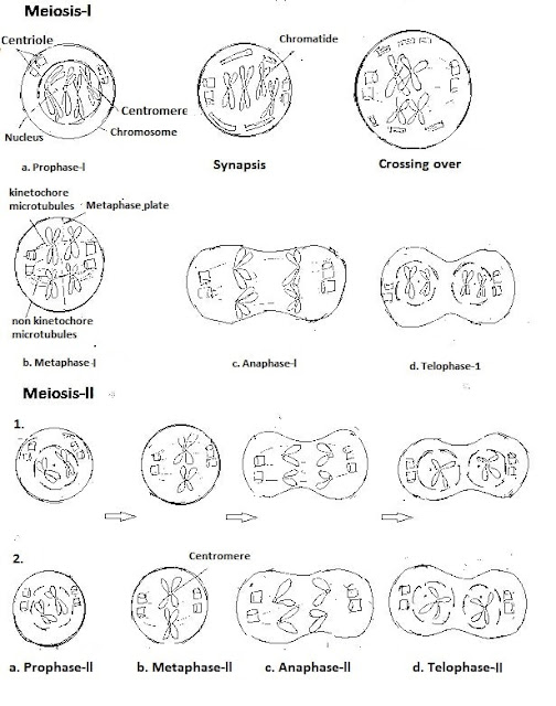 Stages of Meiosis