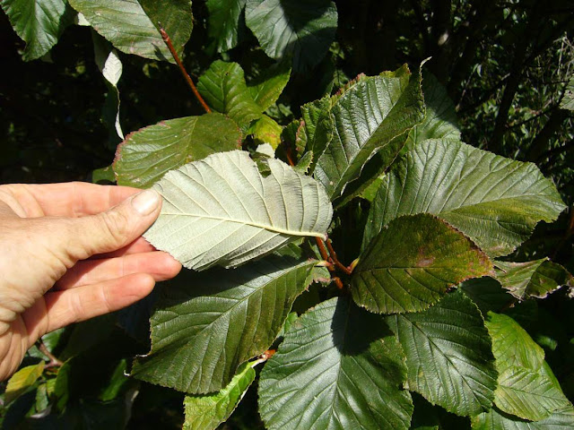 Рябина Амбрози / Рябина корончатая (Sorbus ambrozyana, =Sorbus coronata)