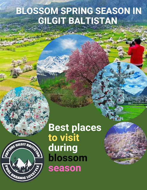 Blossom Spring Season in Gilgit Baltistan 2023