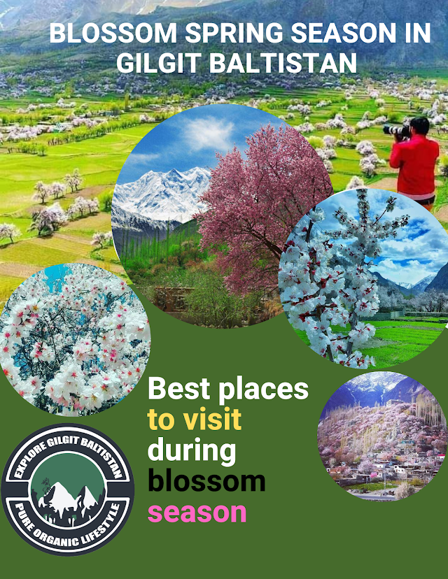 Blossom Spring Season in Gilgit Baltistan | Plan Your Visit Now