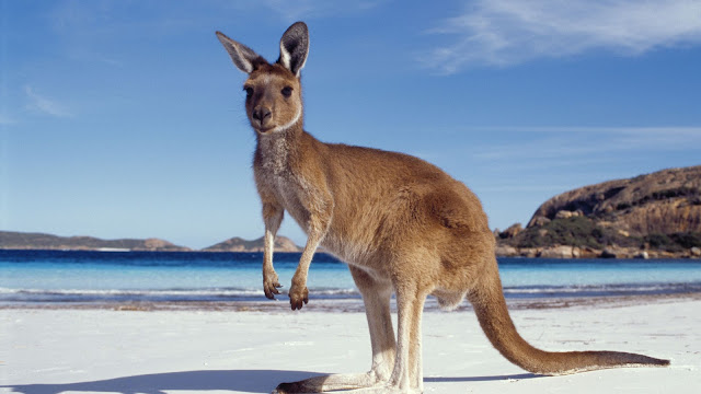 Best Month to Visit Australia