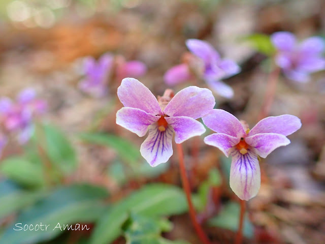 Viola violacea