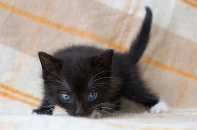 Perawatan Ras Kucing Ojos Azules