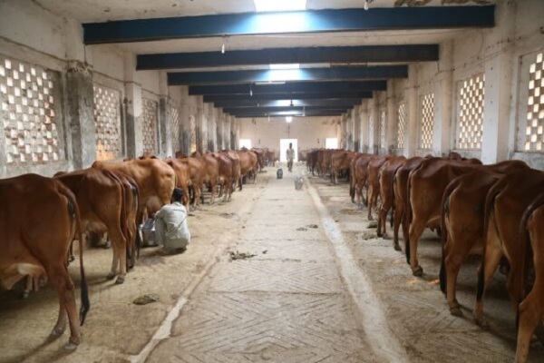 Good-news-for-the-cattle-owners-of-Haryana-now-animals-will-be-insured-for-just-Rs-100
