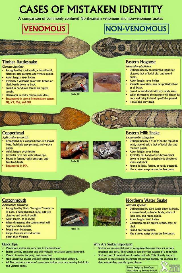 Dangerous vs Friendly Snakes Chart Poisonous vs Non Poison