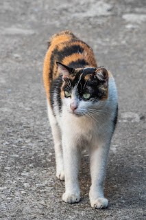 Cat, Talad Noi, Bangkok