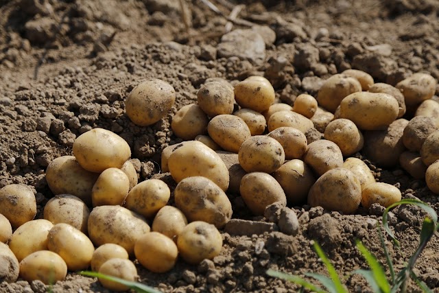 Benefits Of Potatoes in Hindi
