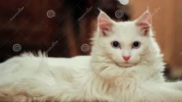 Turkish Angora cat or Ankara cat