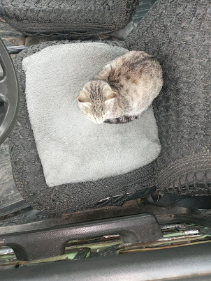 Stray cat  as driver ?