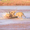 Ganasnya pertarungan singa vs buaya di belantara Afrika