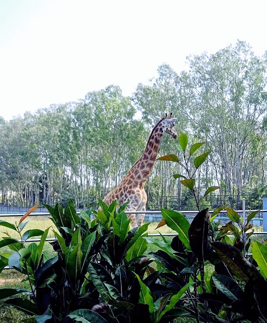 Bannerghatta National Park